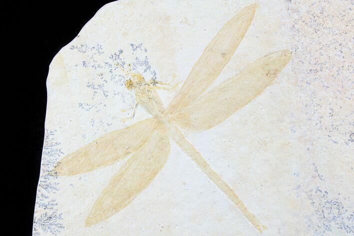 Fossil Dragonfly (Cymatophlebia) - Solnhofen Limestone #77833